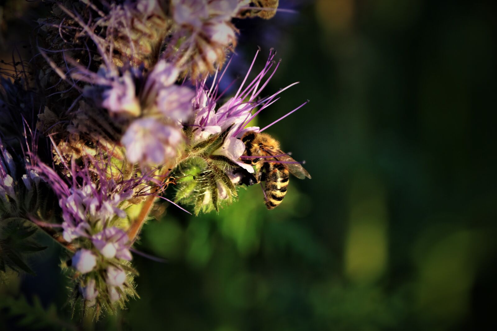 Canon EOS 750D (EOS Rebel T6i / EOS Kiss X8i) sample photo. Biodiversity, insect, close up photography
