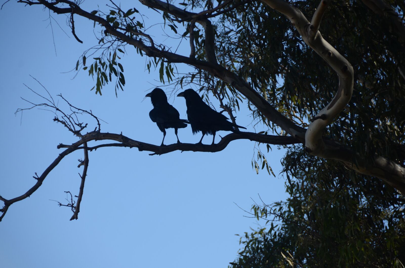 Nikon D7000 sample photo. Crows, courbeaux, black crows photography