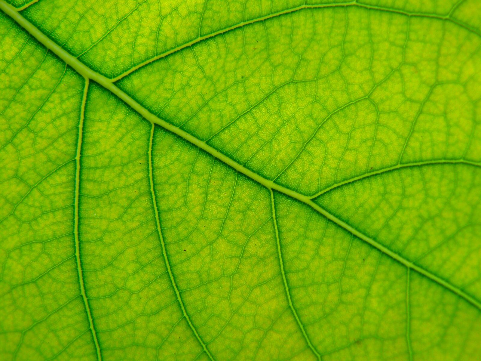 Panasonic DMC-FZ8 sample photo. Leaf, plant, botany photography