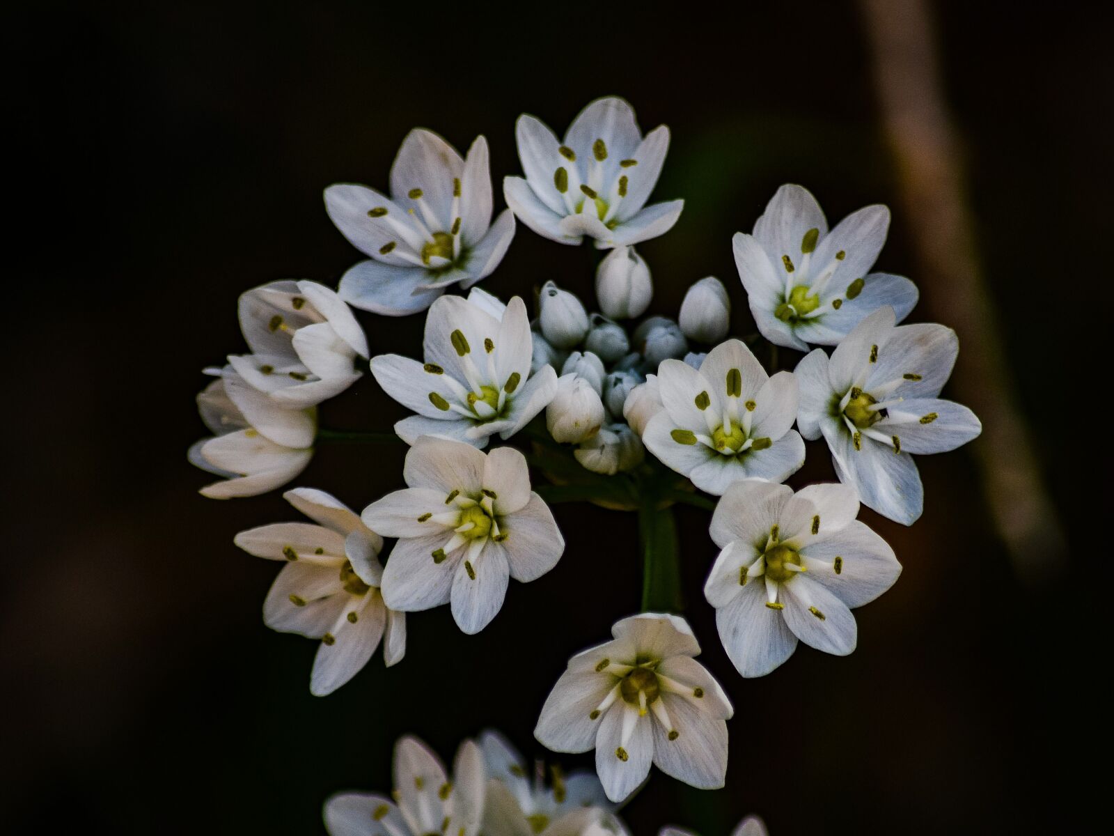 Nikon D3300 sample photo. Flower, nature, flora photography