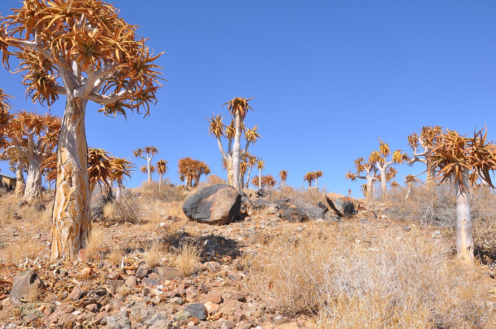 Nikon D90 sample photo. Nature, dry, tree photography