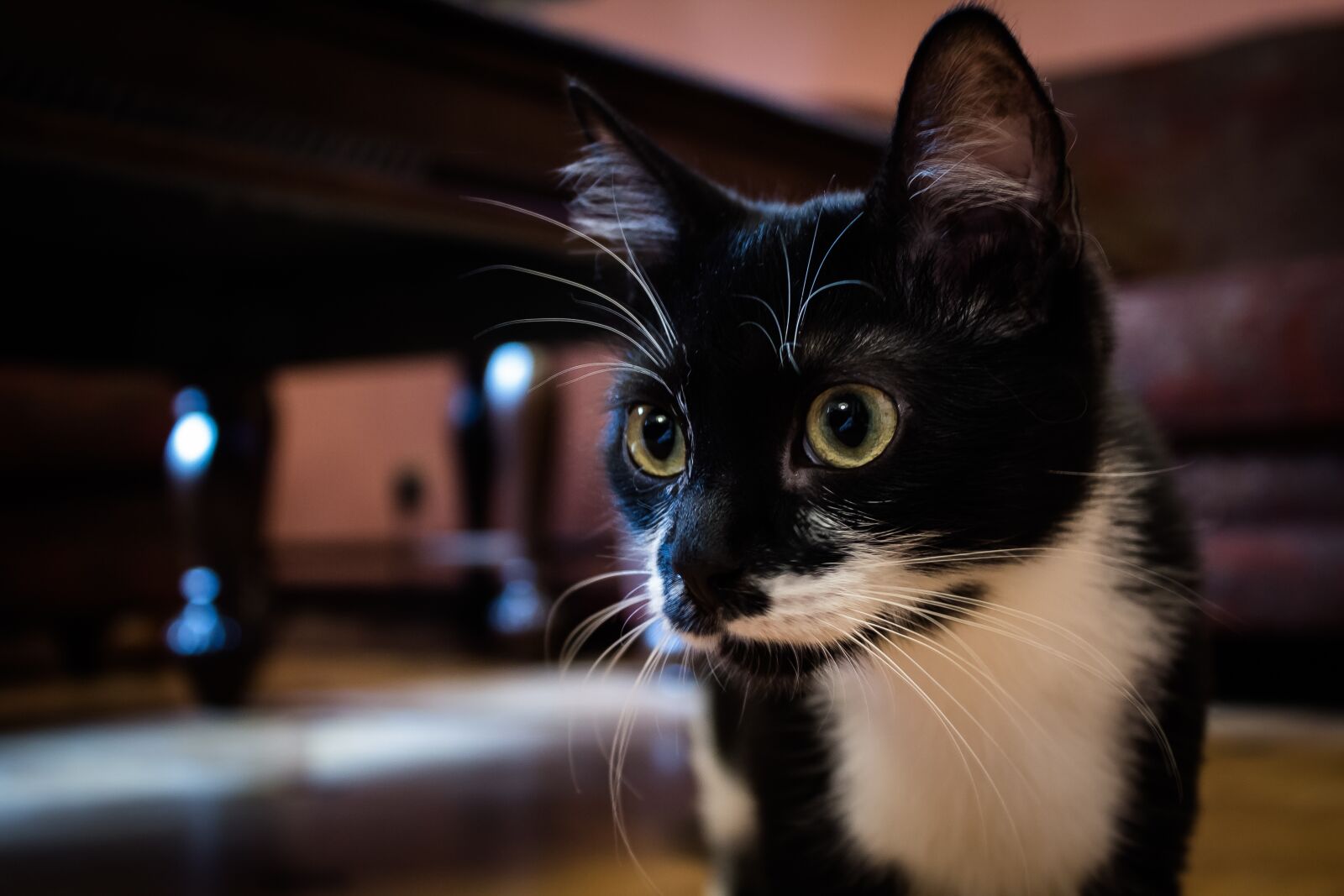 Canon EOS 600D (Rebel EOS T3i / EOS Kiss X5) sample photo. Cat, kisa, cats photography