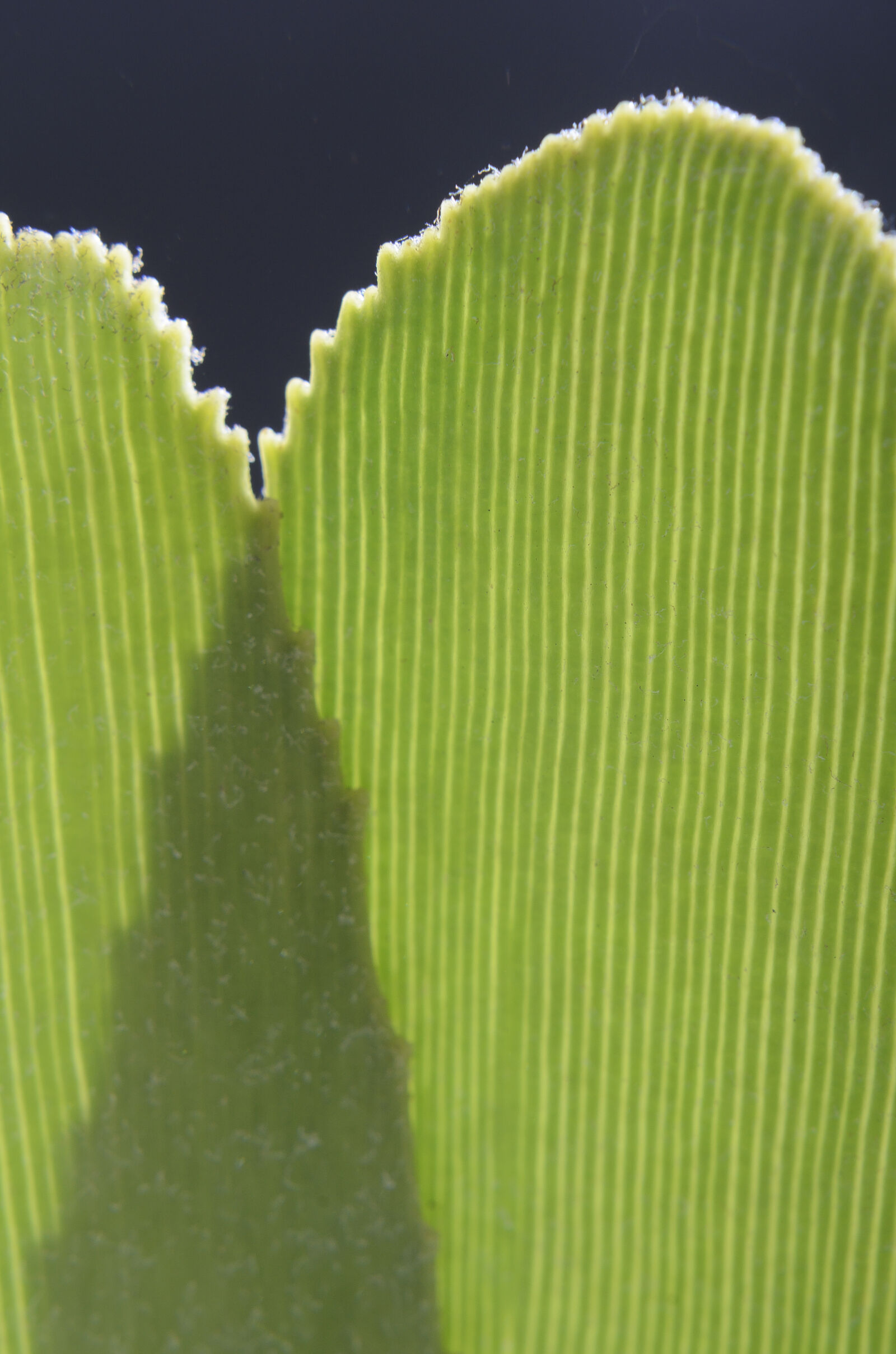 Nikon D7000 + Nikon AF-S Nikkor 50mm F1.8G sample photo. Abstract, abstrato, background, brazilian photography