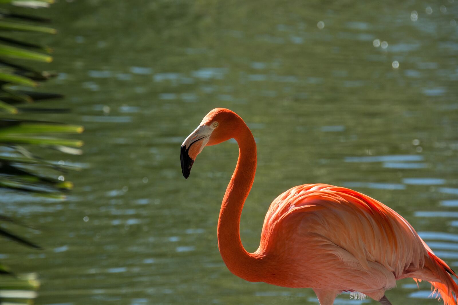 Nikon D7100 sample photo. Bird, water, nature photography