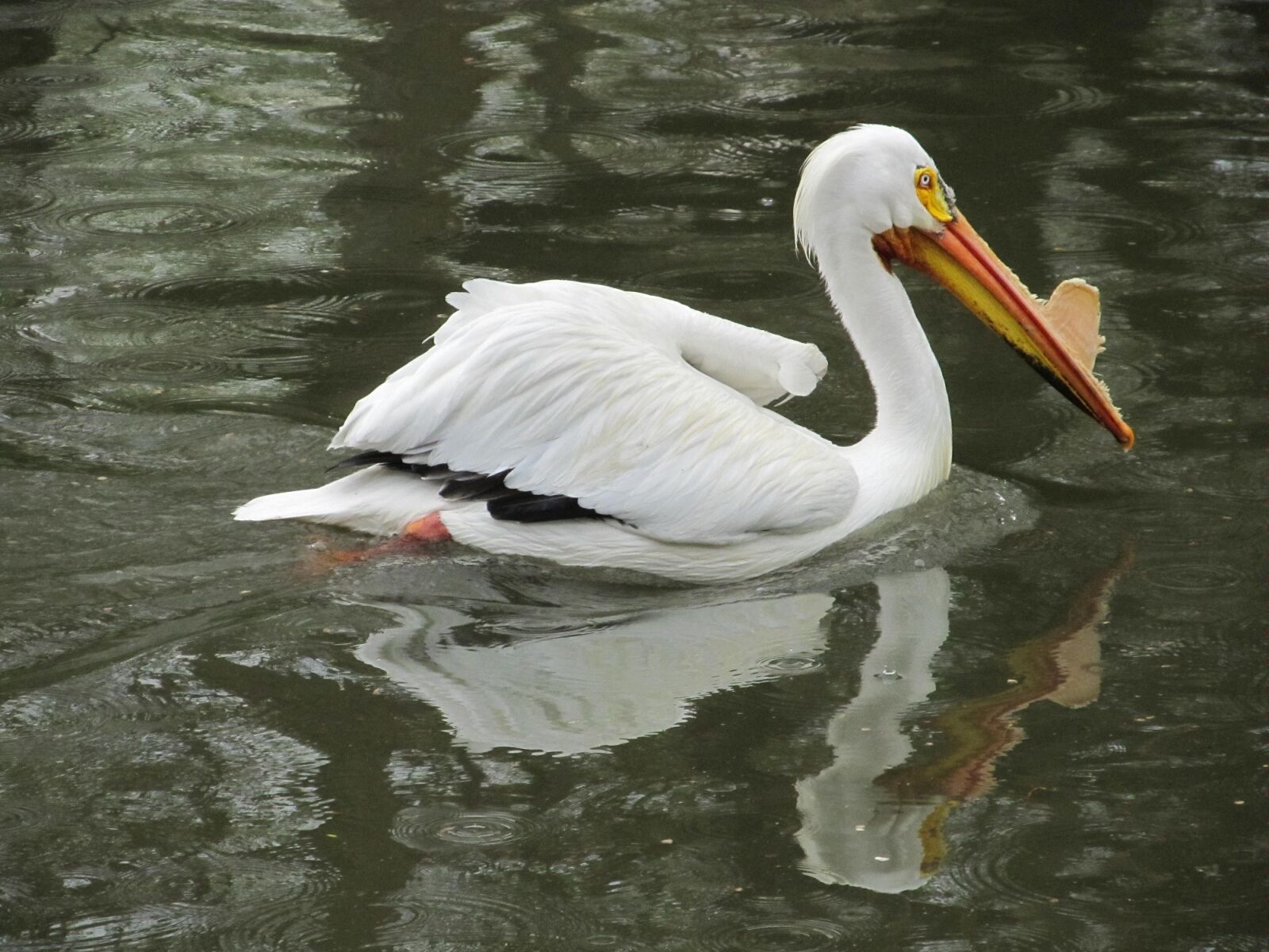 Canon PowerShot SX130 IS sample photo. Pelican, bird, wildlife photography