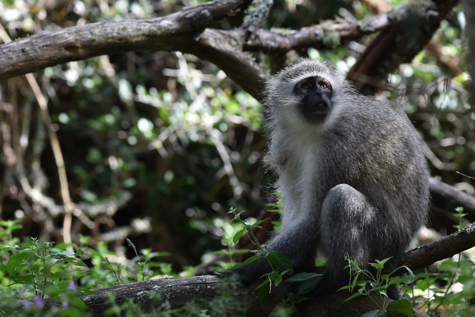 Nikon D5600 sample photo. Monkey, vervet monkey, animal photography
