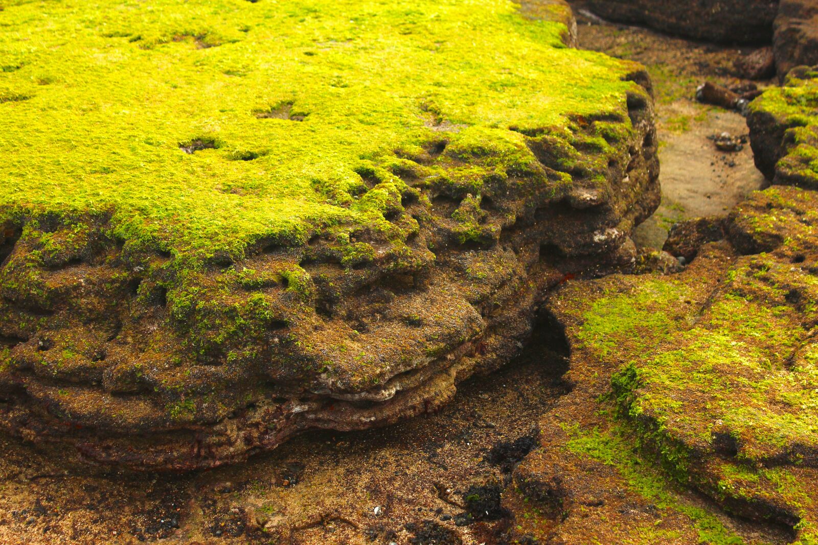 Canon EOS 600D (Rebel EOS T3i / EOS Kiss X5) sample photo. Coastal, rock, moss photography
