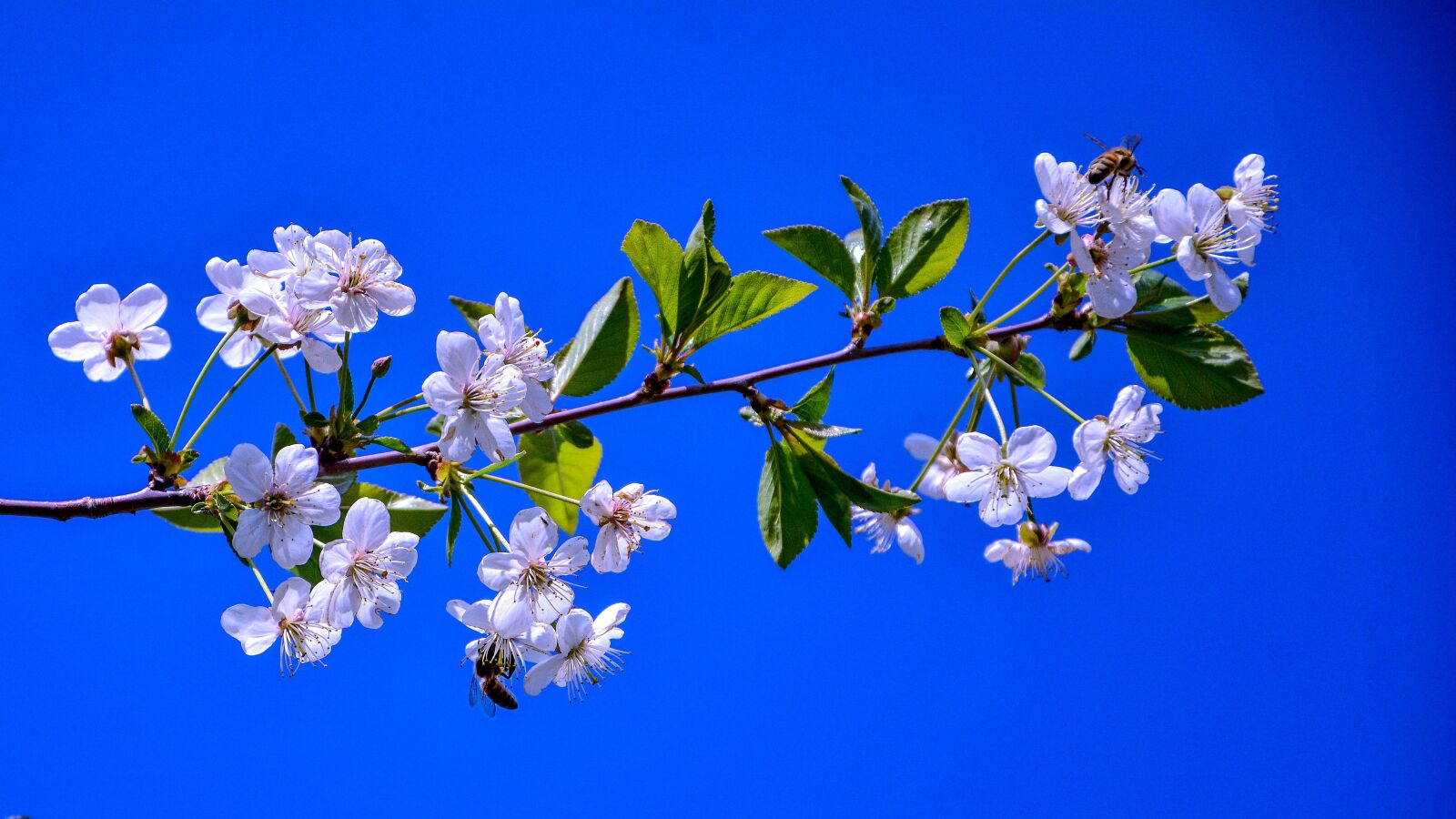 Nikon D7100 sample photo. Cherry blossom, fruit flower photography