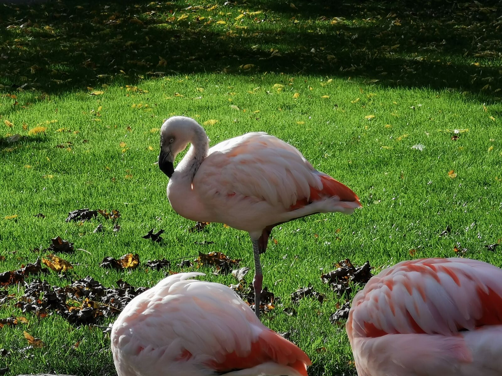 HUAWEI P30 Pro sample photo. Animals, garden, pink photography