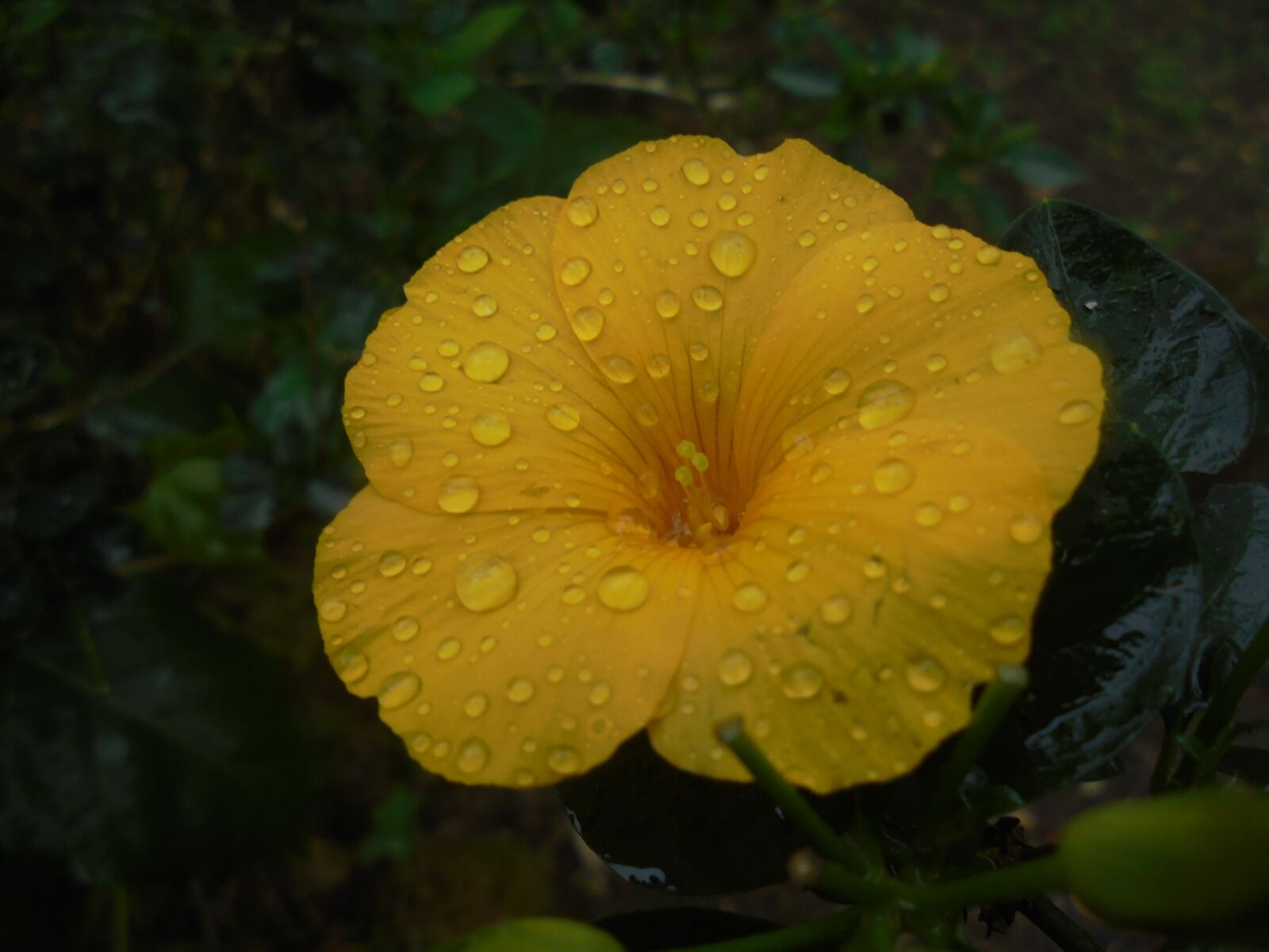 Sony Cyber-shot DSC-W810 sample photo. Flower, deltota, yellow photography