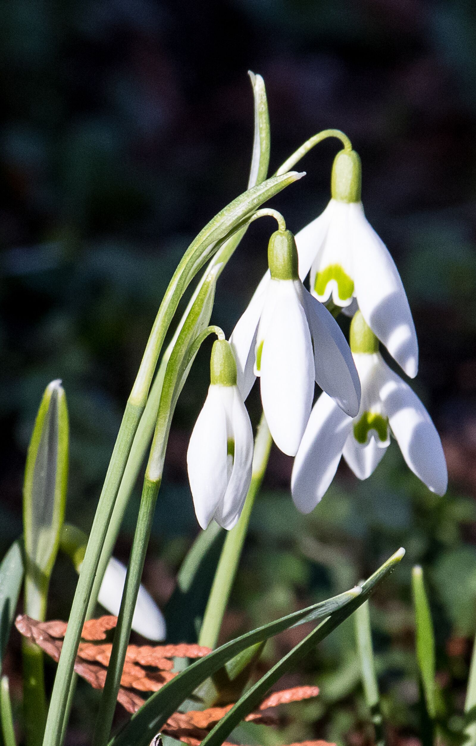 Canon EF-S 55-250mm F4-5.6 IS STM sample photo. Snowdrop, flower, plant photography