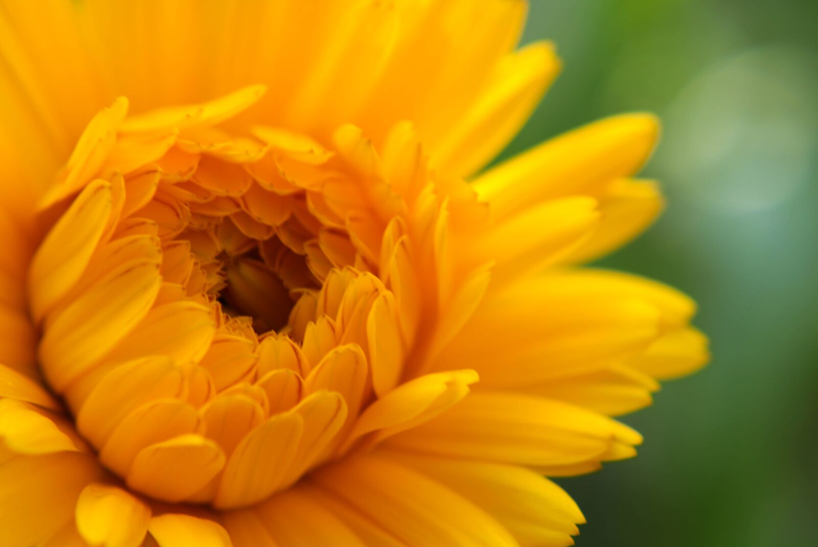 Canon EOS 2000D (EOS Rebel T7 / EOS Kiss X90 / EOS 1500D) sample photo. Wildflower, daisy, yellow photography