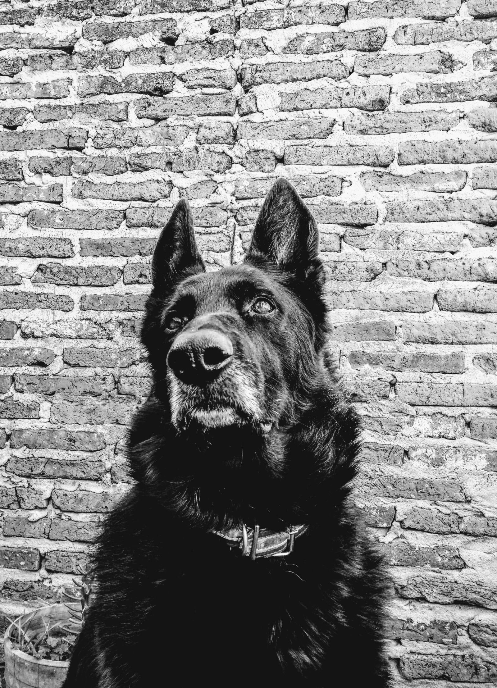 Motorola Moto G (5th Gen) sample photo. Dog, b n, pet photography