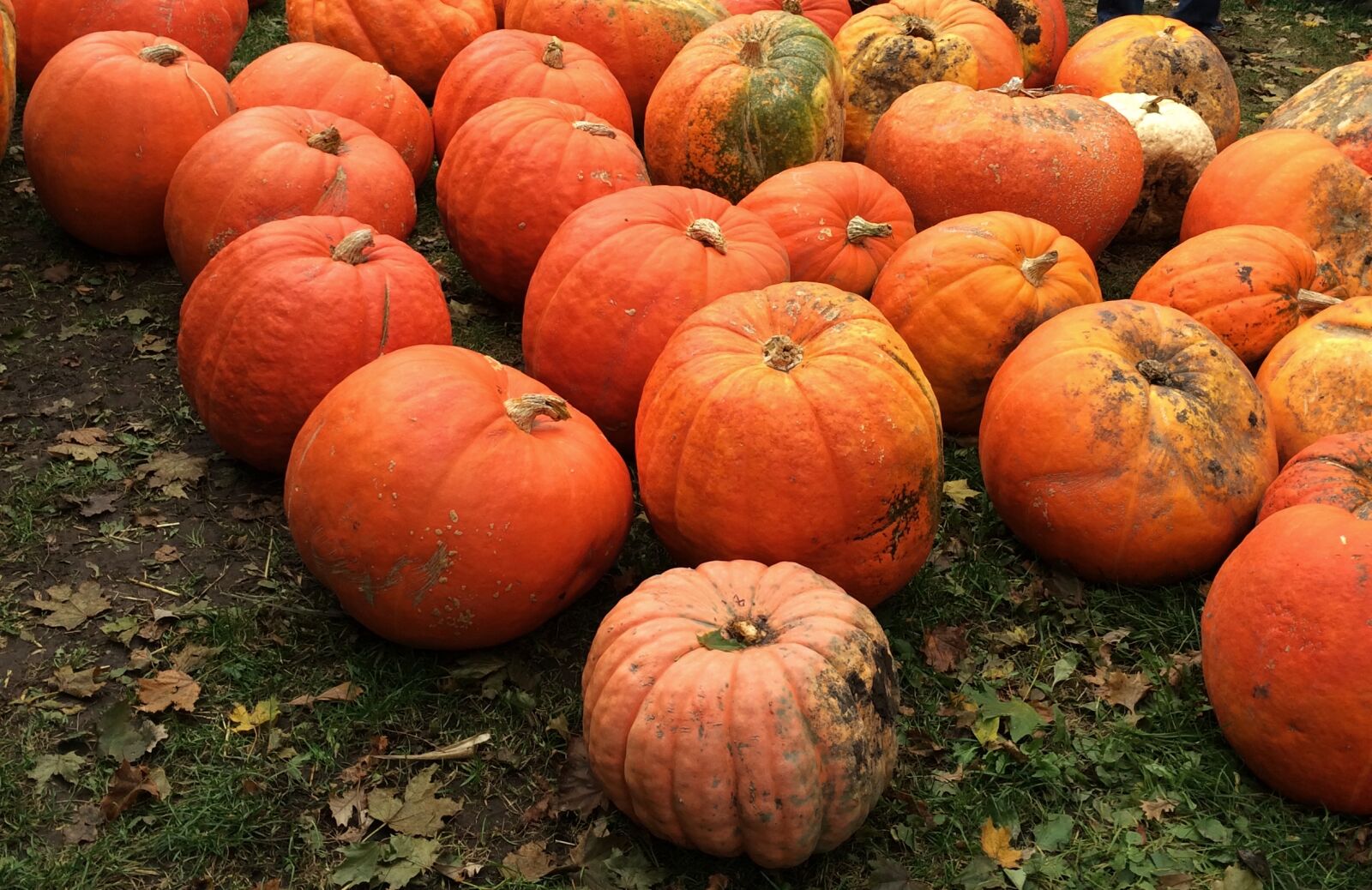 Apple iPhone 5s sample photo. Farm, pumpkins, harvest, orange photography