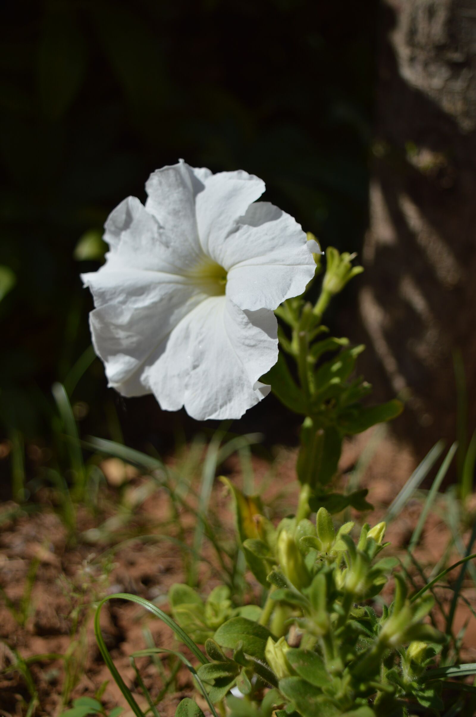 Nikon D3200 sample photo. Flower, white, garden photography