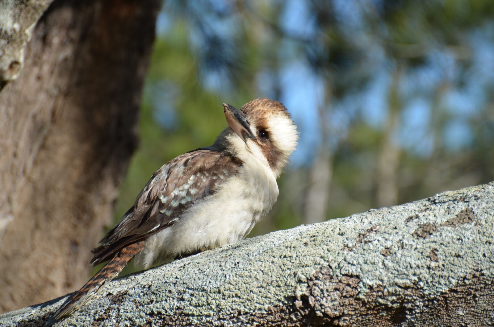 Nikon D7000 sample photo. Nature, birds, kingfisher photography
