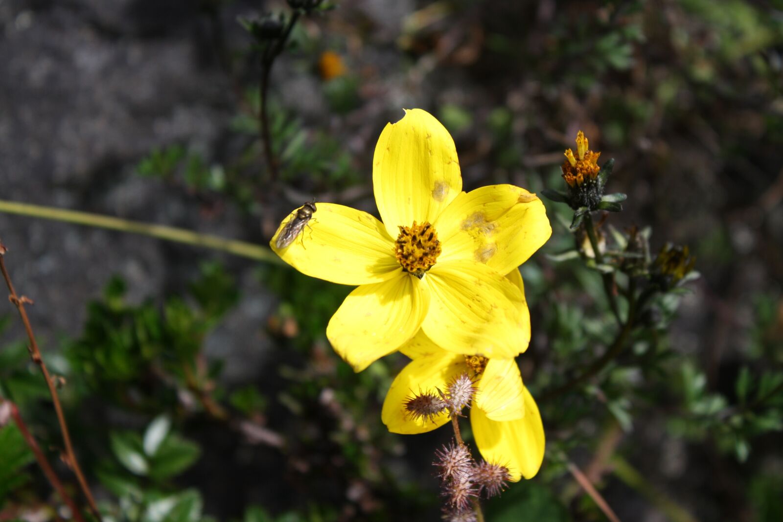 Canon EOS 1000D (EOS Digital Rebel XS / EOS Kiss F) sample photo. Yellow flower, moor, flower photography