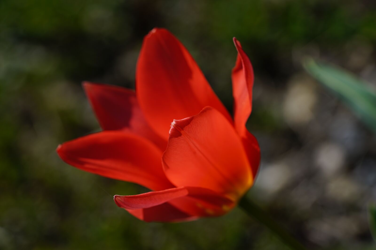 Sony a7R II sample photo. Tulip, blossom, bloom photography
