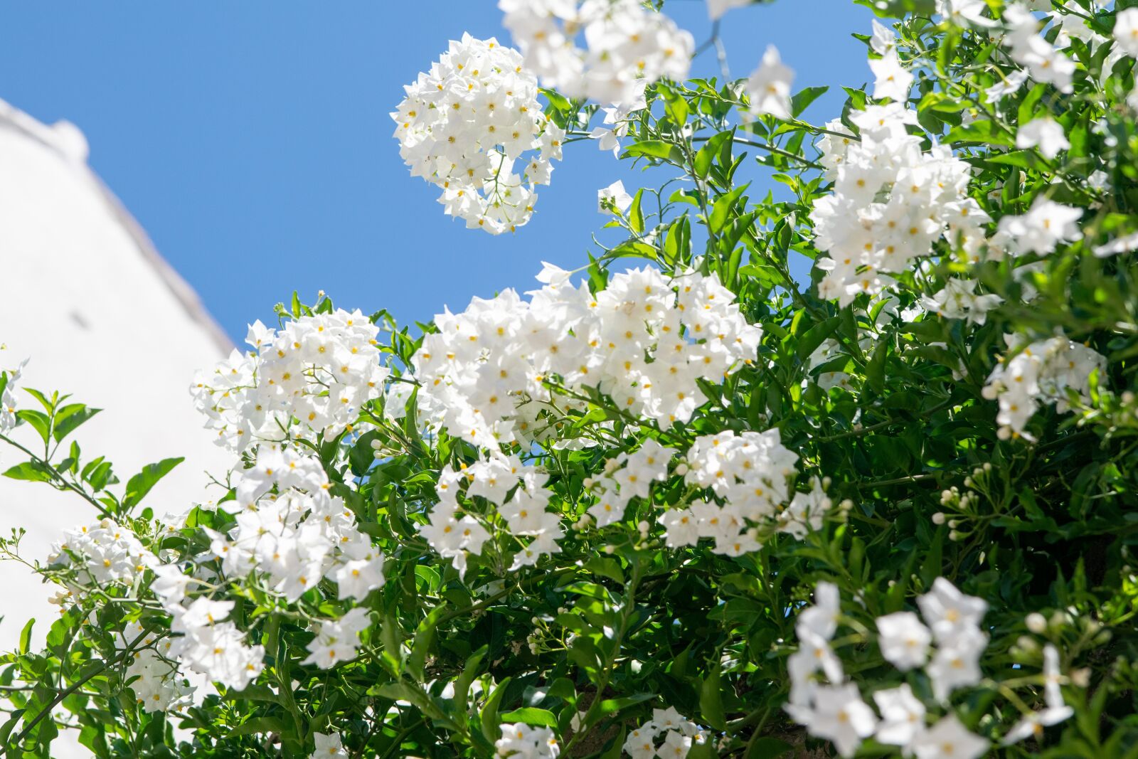 Nikon D5300 sample photo. Flowers, white, spain photography