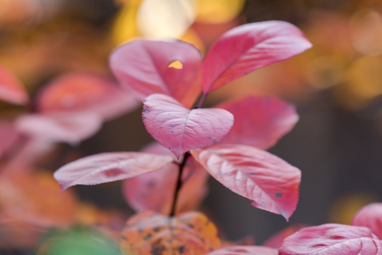 Nikon D7200 sample photo. Autumn, leaves, nature photography