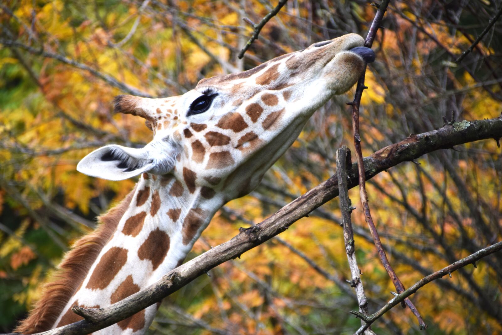 Nikon D3300 sample photo. Giraffe, animal, zoo photography