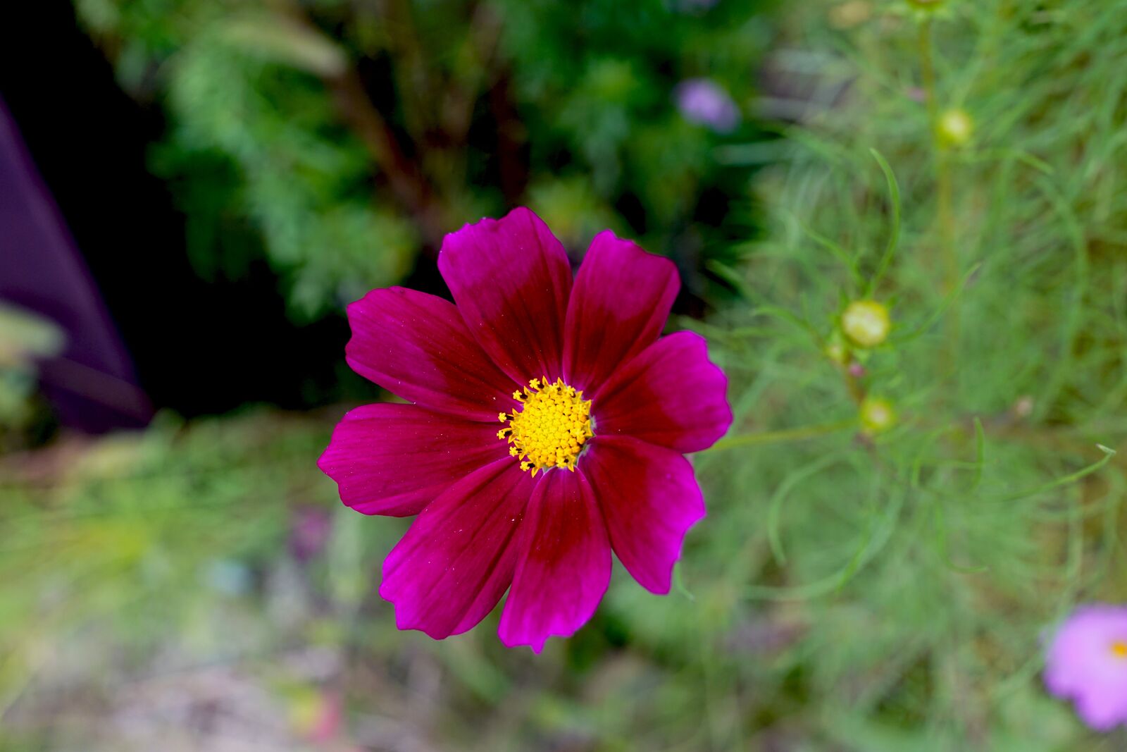 Sony Cyber-shot DSC-RX1R II sample photo. Autumn, flowers, nature photography