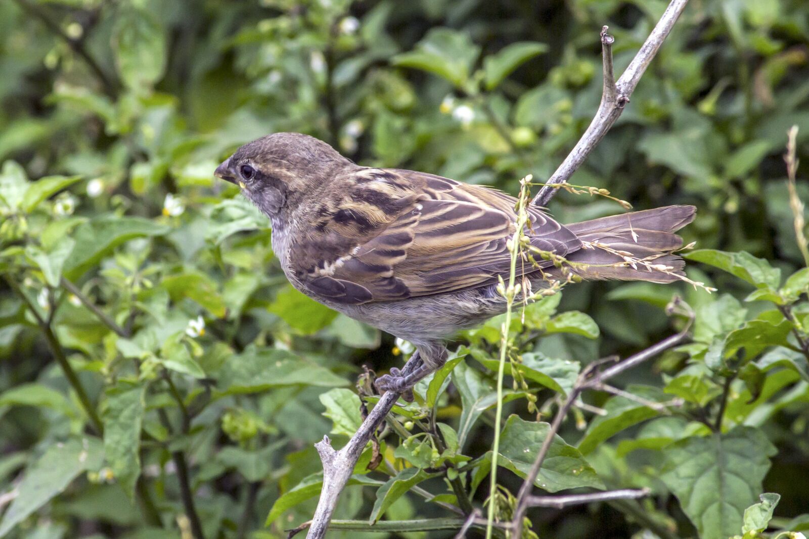 Canon EF-S 55-250mm F4-5.6 IS II sample photo. Bird, feather, plumage photography