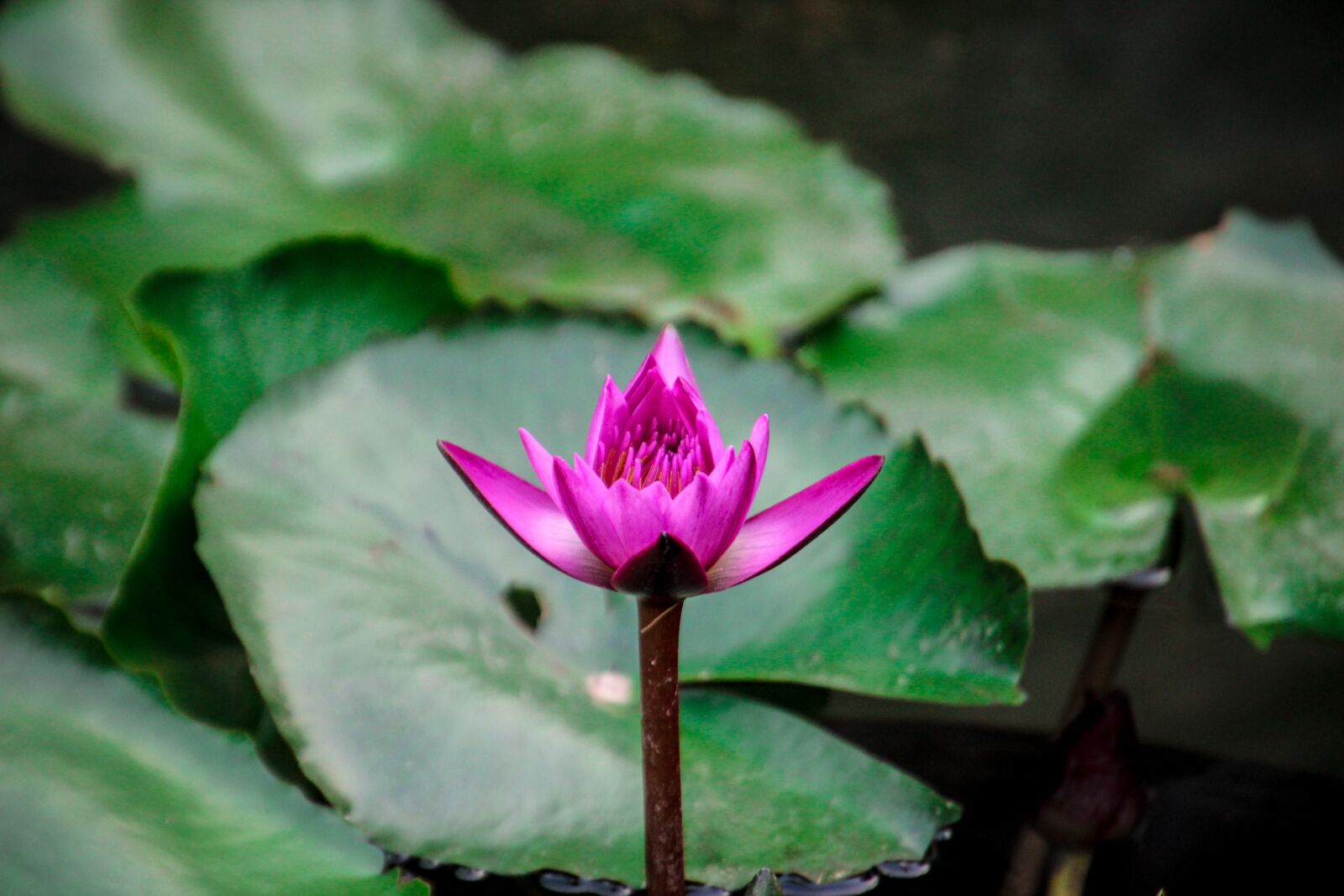 Canon EOS 600D (Rebel EOS T3i / EOS Kiss X5) sample photo. Lotus, nature, flowers photography