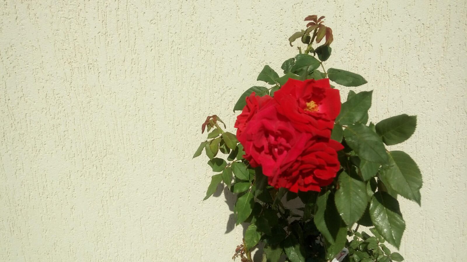 LG K430TV sample photo. Rosa, flower, garden photography