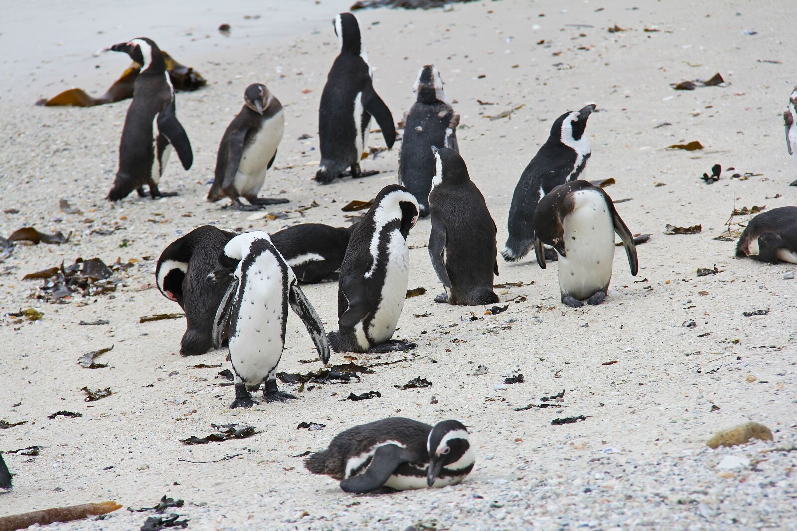 Canon EF-S 18-200mm F3.5-5.6 IS sample photo. Penguin, cute, cuddly photography