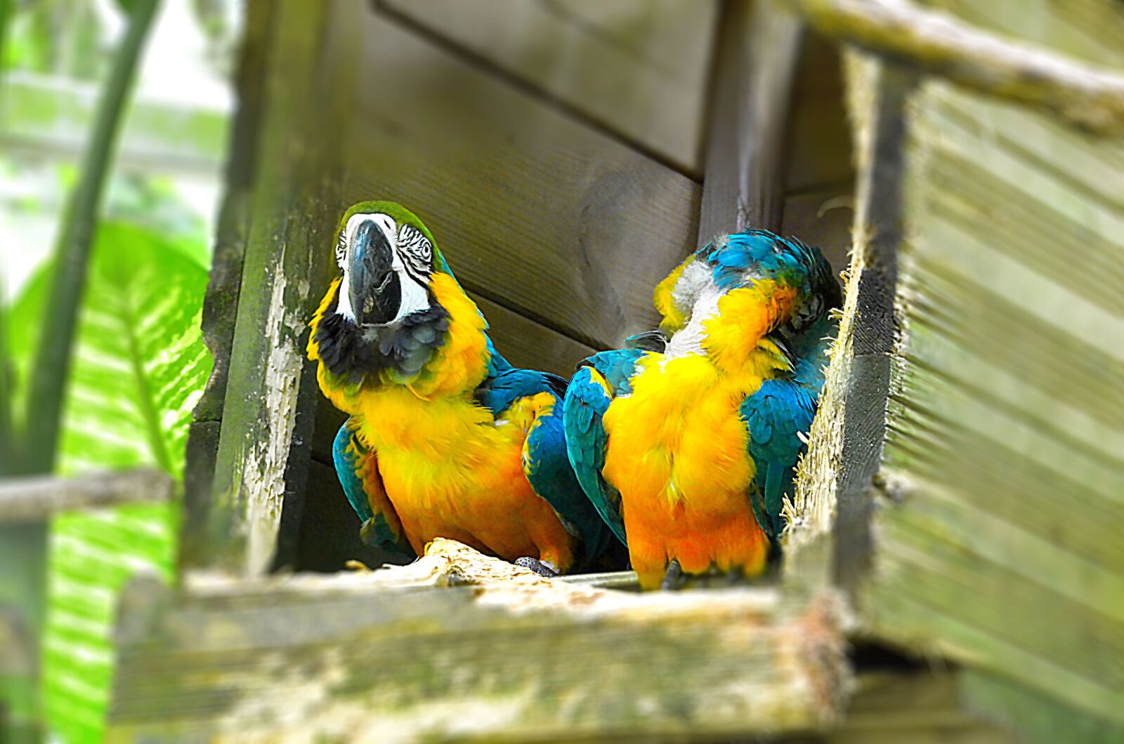 Nikon D5100 sample photo. Parrot, bird, colorful photography