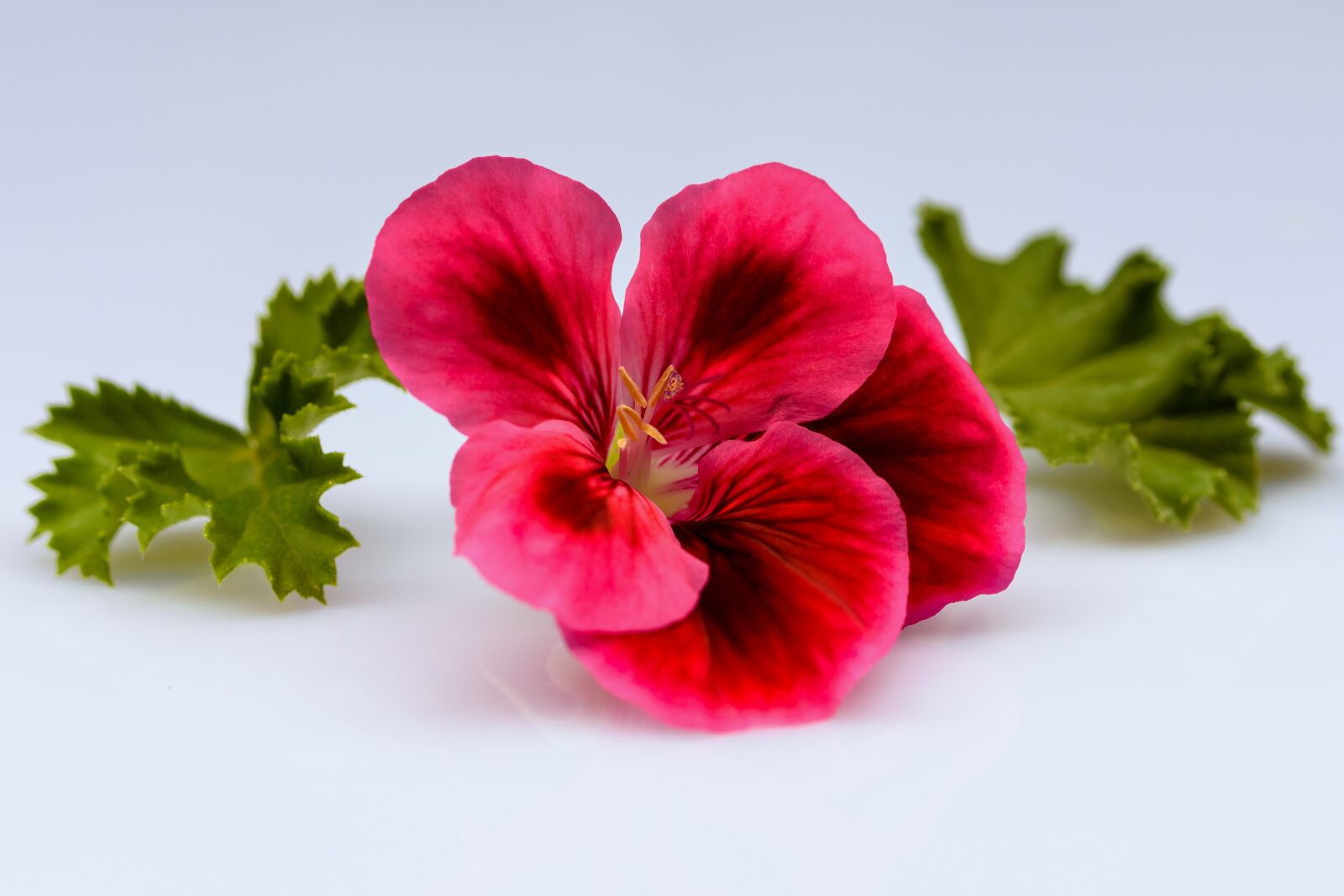 Nikon D7200 sample photo. Pansy, 400–500, flower photography