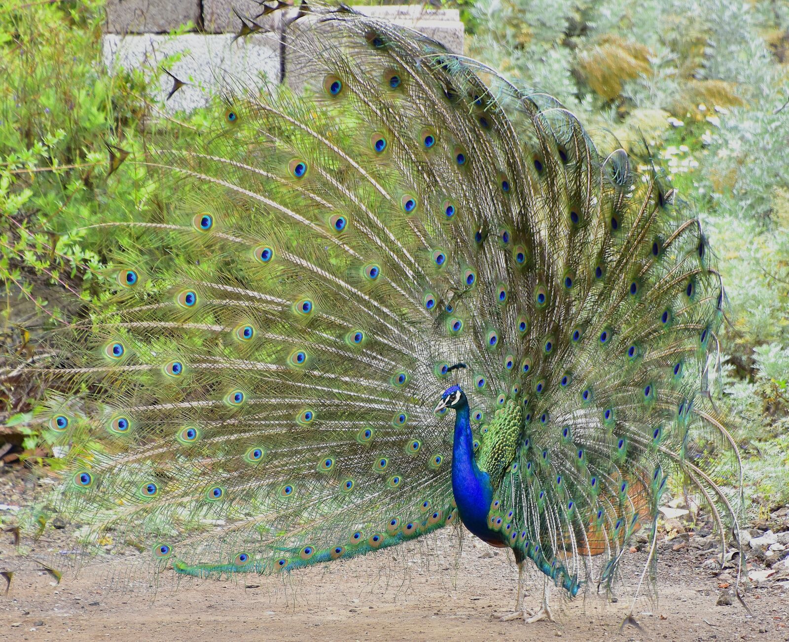 Nikon D7200 sample photo. Peacock, birds, colorful photography