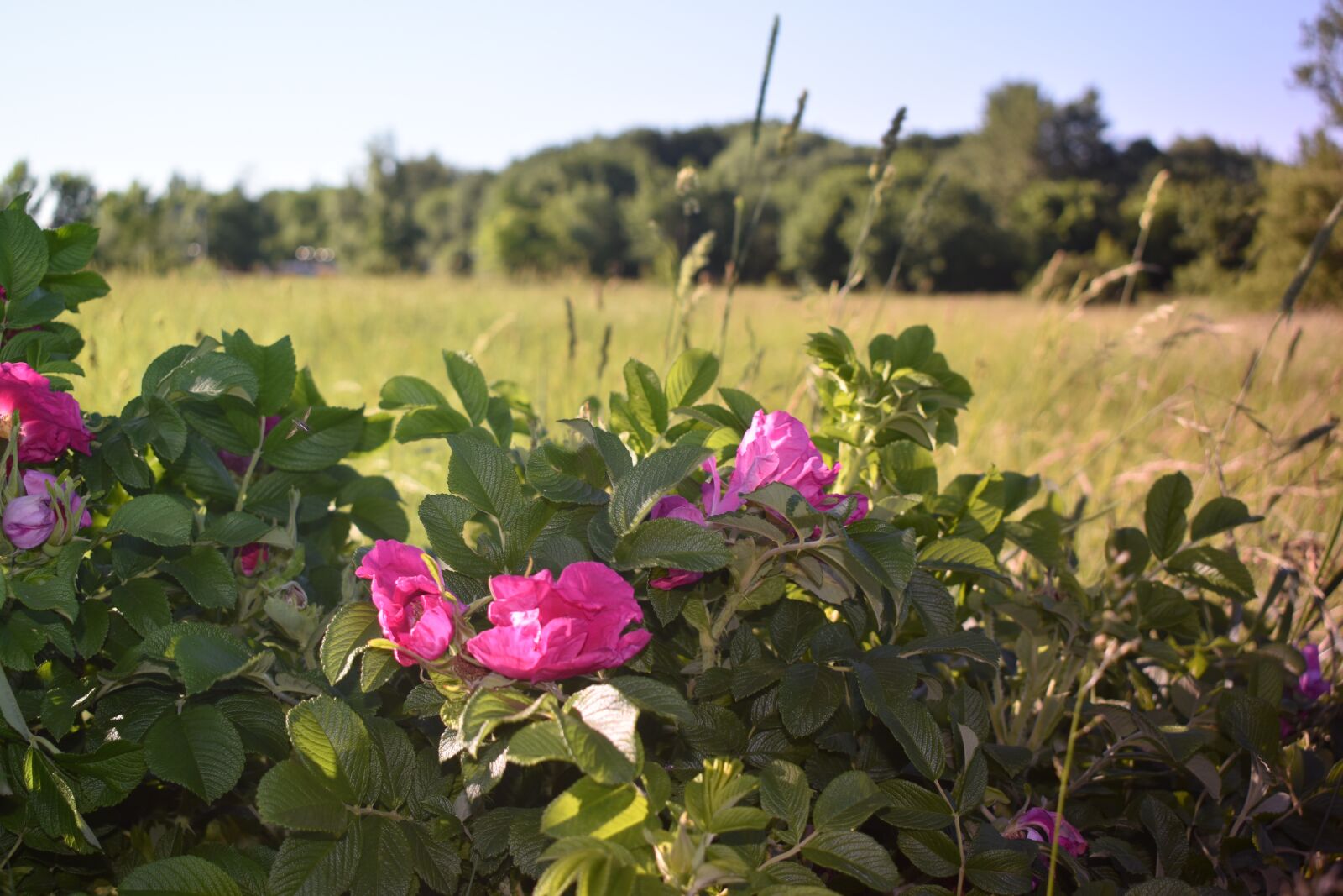 Nikon D3500 sample photo. Rose hip, garden, nature photography