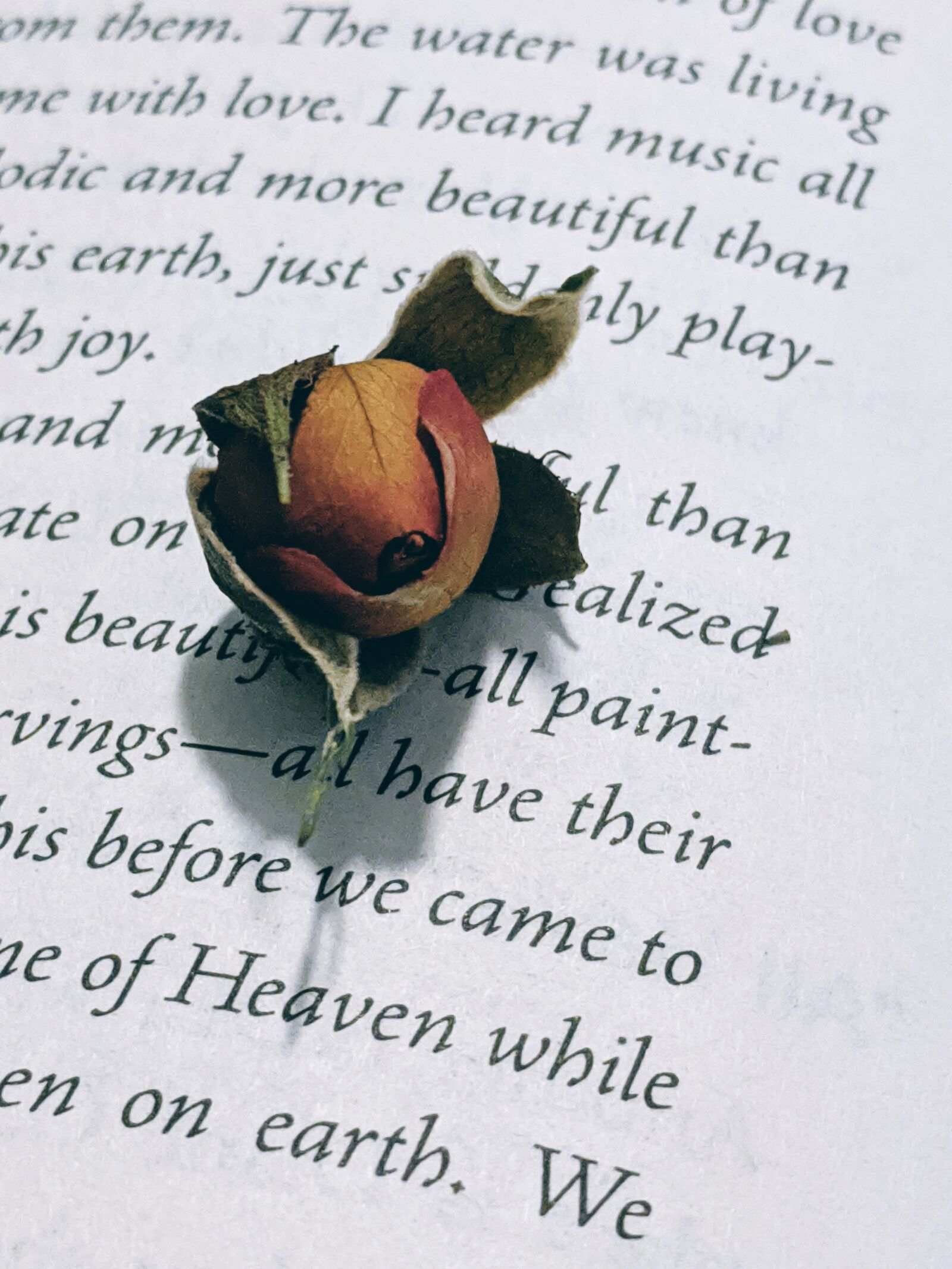 Google Pixel sample photo. Rosebud, dried rose, book photography