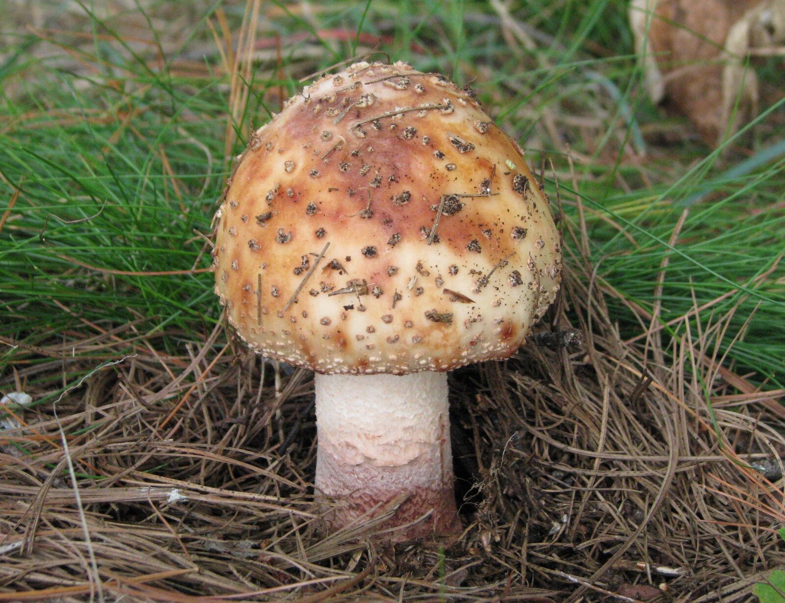 Canon POWERSHOT S5 IS sample photo. Wild mushroom, toadstool, fungus photography