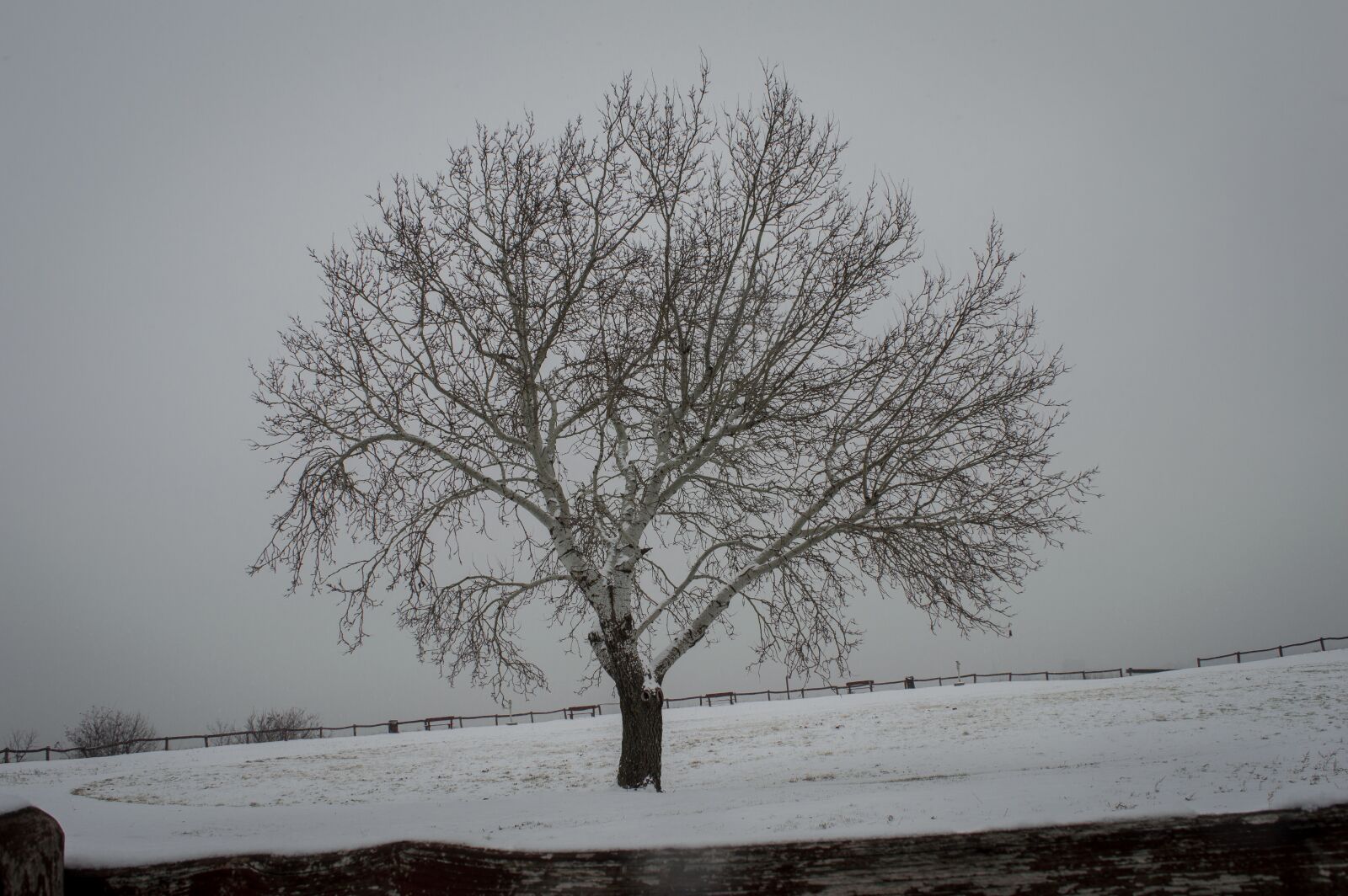 Nikon D3200 sample photo. Alone, tree, nature photography