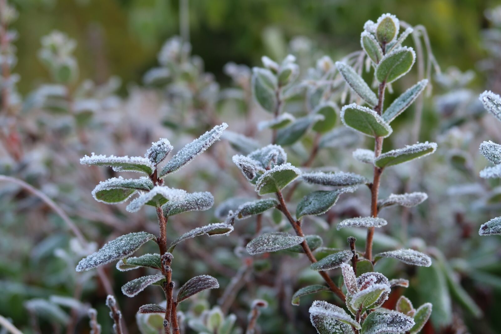 Canon PowerShot G7 X Mark II sample photo. The first frost, early photography