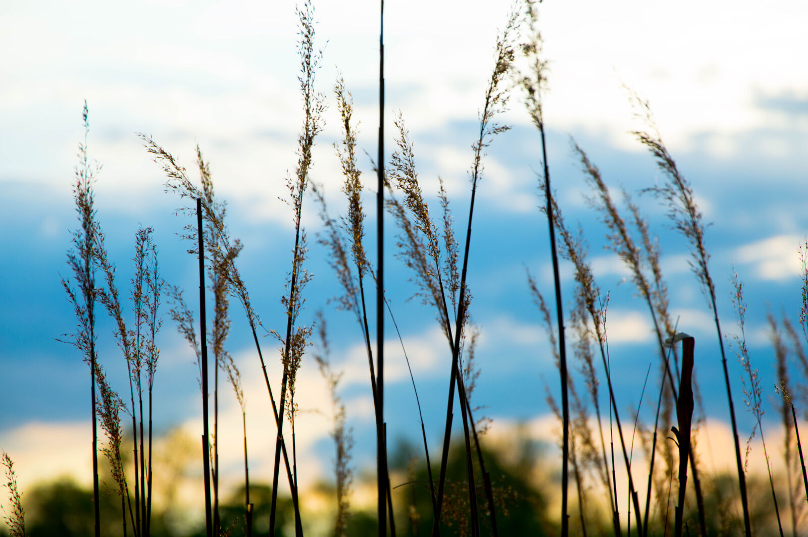 Nikon D3200 sample photo. Close, up, image, of photography