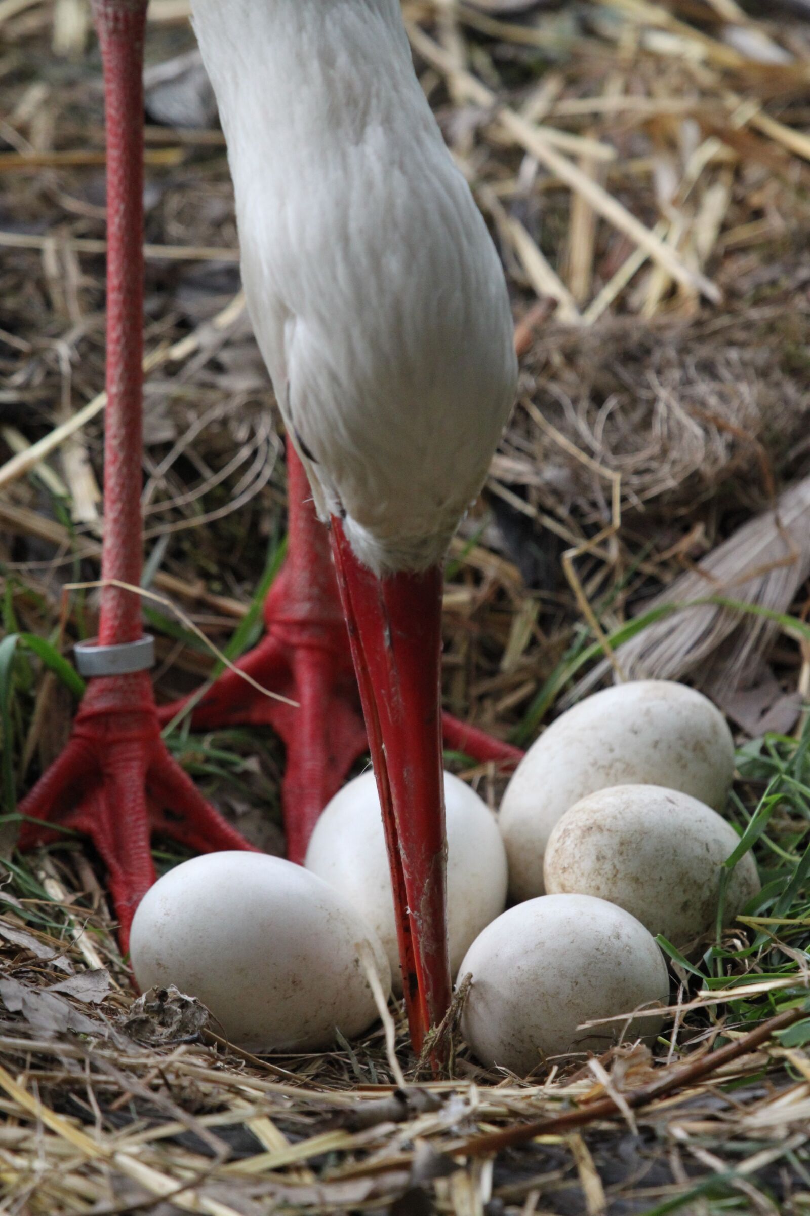 Canon EOS 500D (EOS Rebel T1i / EOS Kiss X3) sample photo. Stork, nest, white stork photography