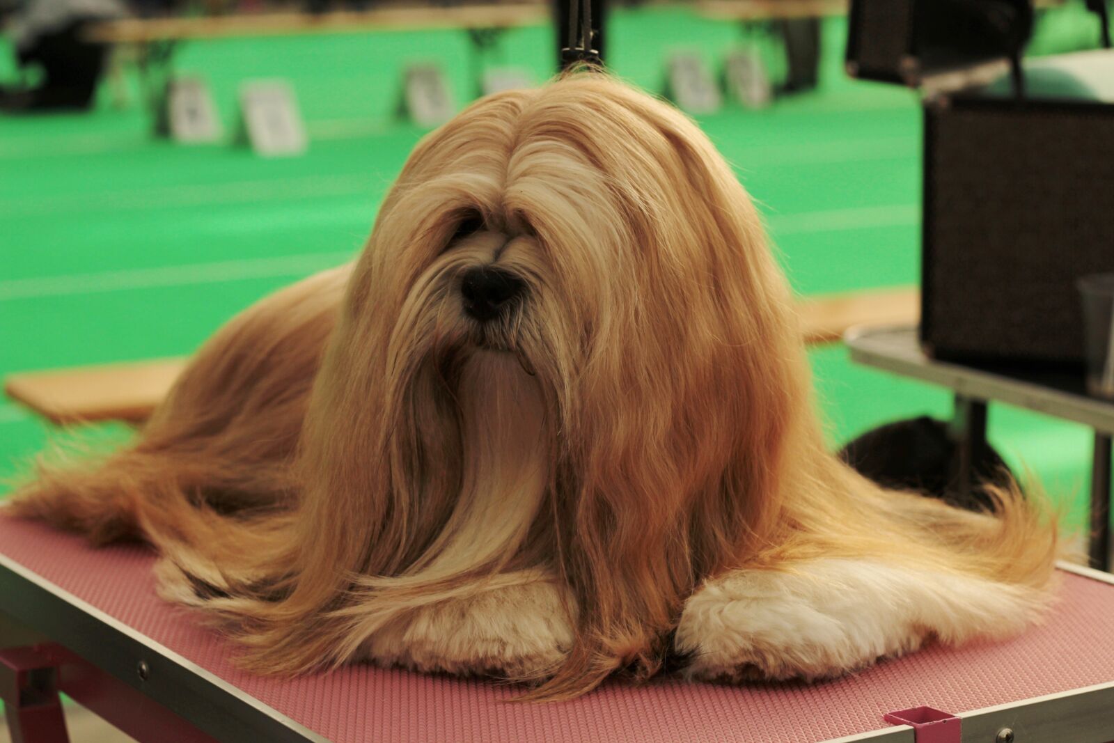 Canon EOS 600D (Rebel EOS T3i / EOS Kiss X5) + Canon EF 50mm F1.8 STM sample photo. Dogshow, dog, pet photography