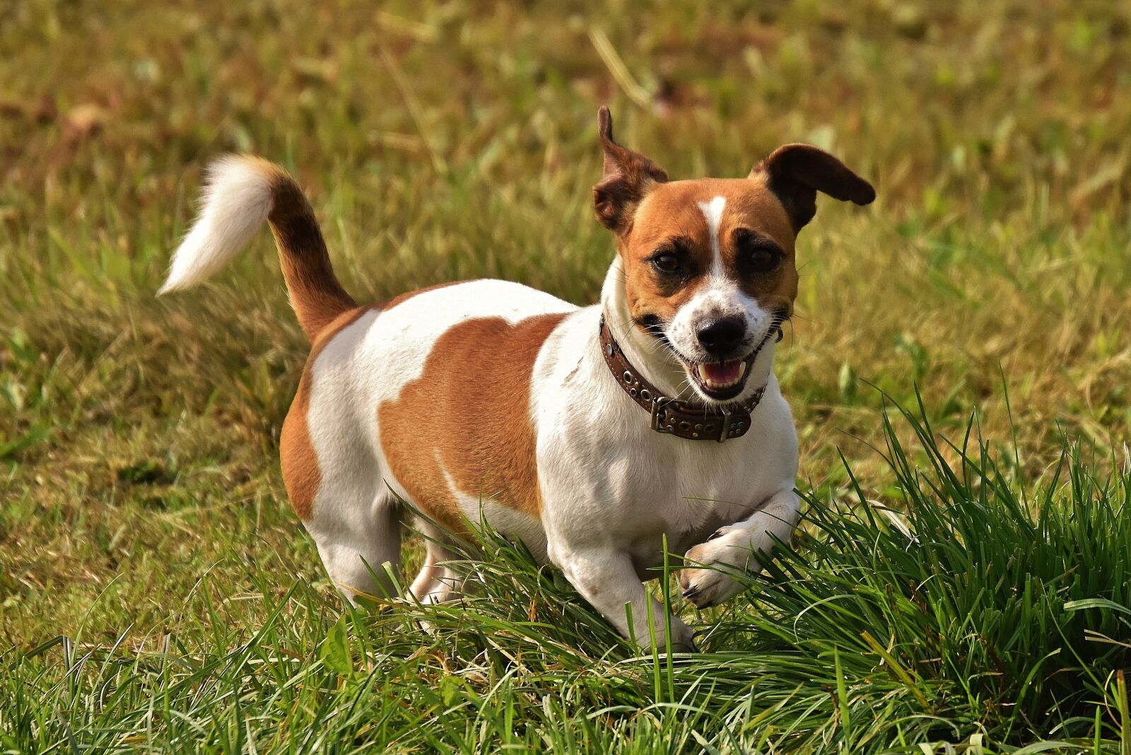Nikon D7200 sample photo. Jack russell, terrier, play photography