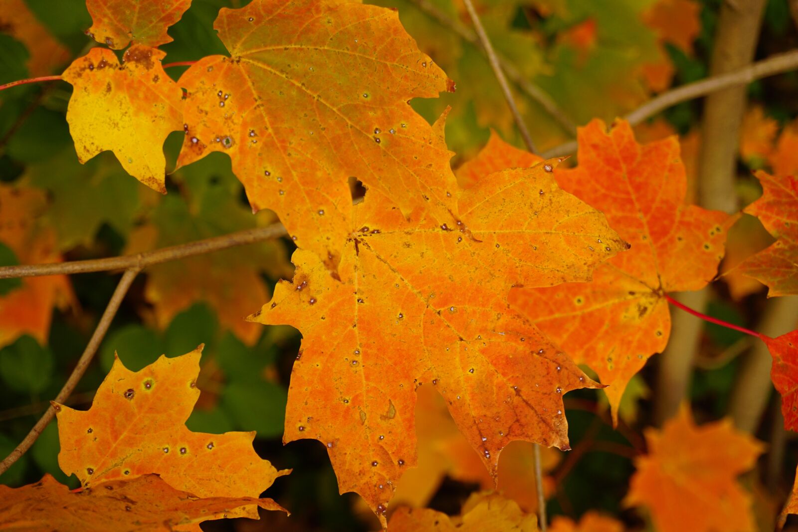 Sony a6000 sample photo. Autumn, colours, autumn, leaves photography