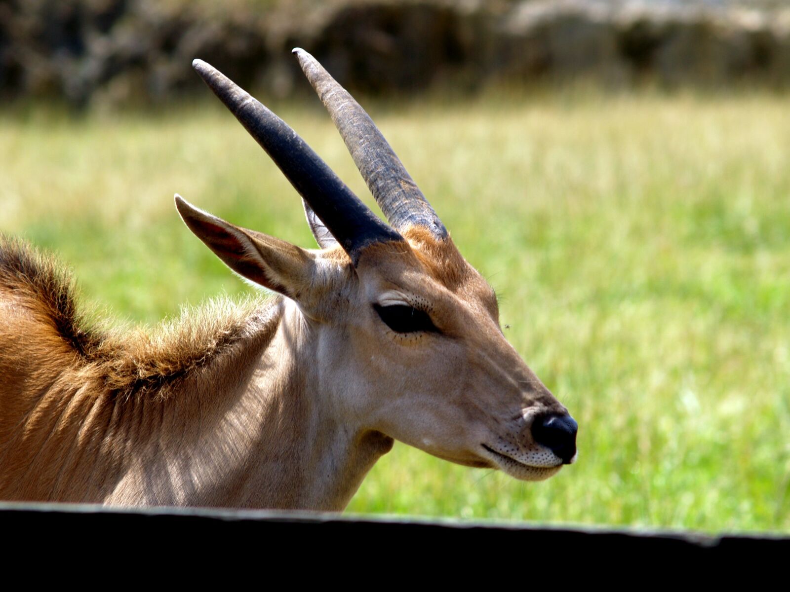 Olympus E-500 (EVOLT E-500) sample photo. Gazelle, horns, wild animal photography