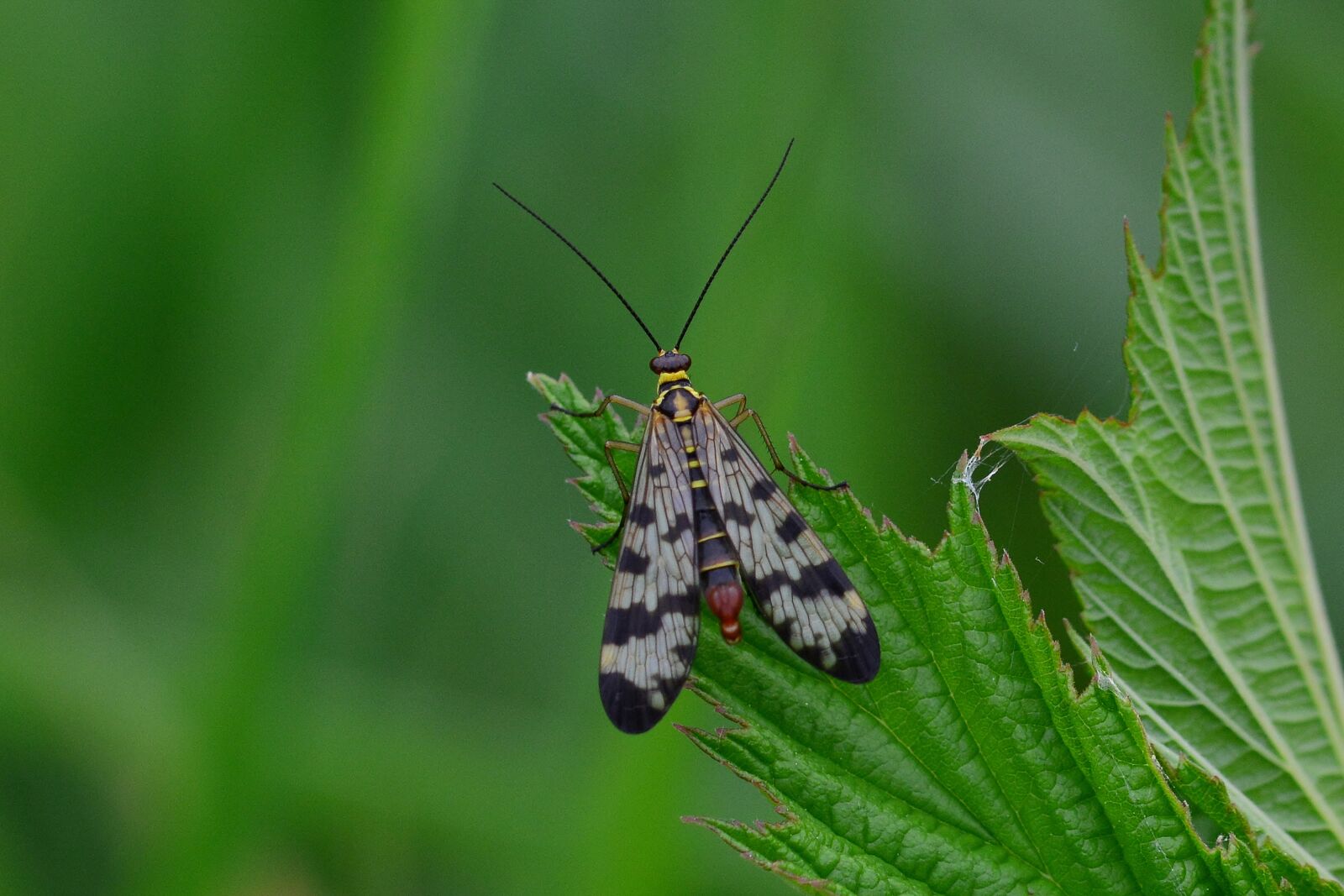 Nikon D5200 sample photo. Communis, insect, meadow photography