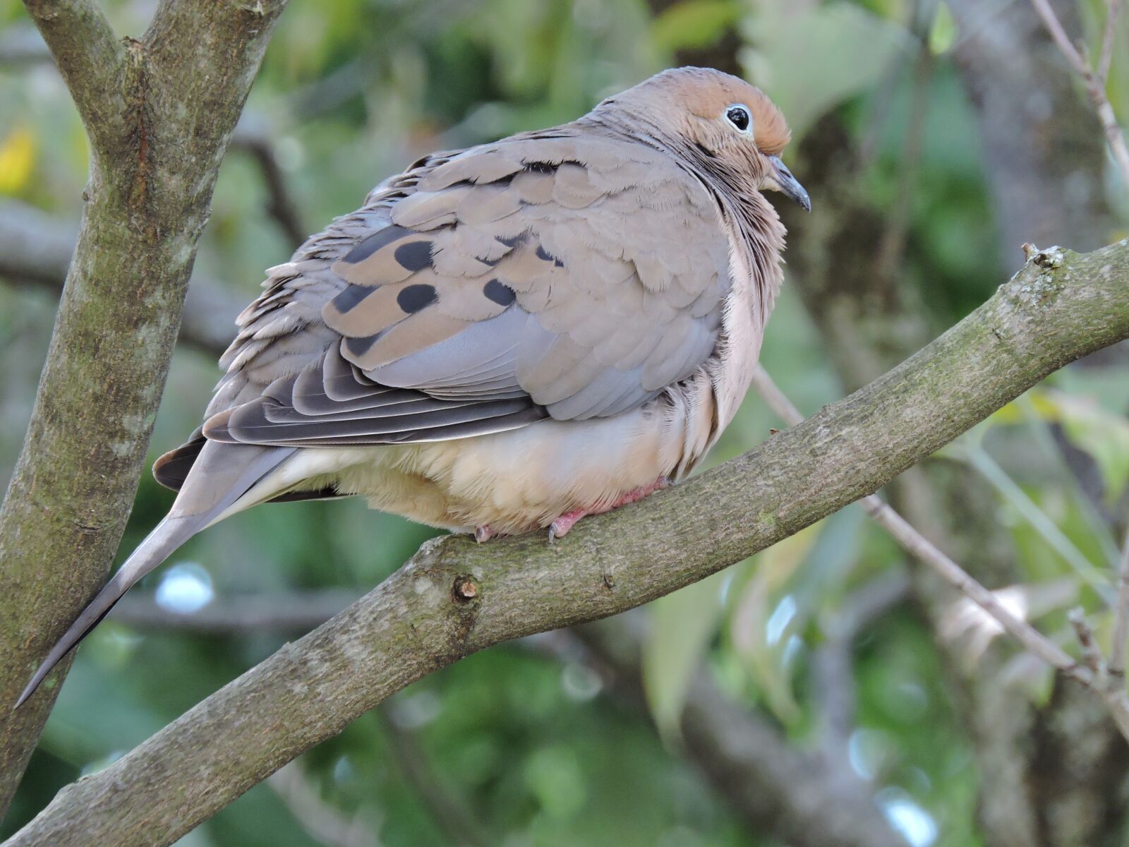 Nikon Coolpix P600 sample photo. Mourning dove, doves, birds photography