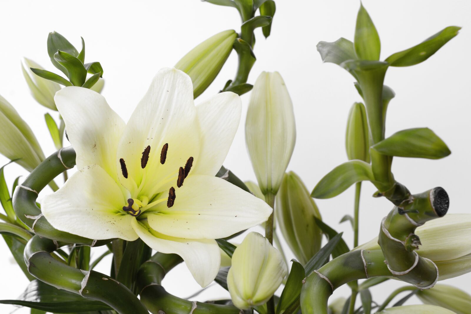 Nikon D7100 sample photo. Lily, blossom, bloom photography