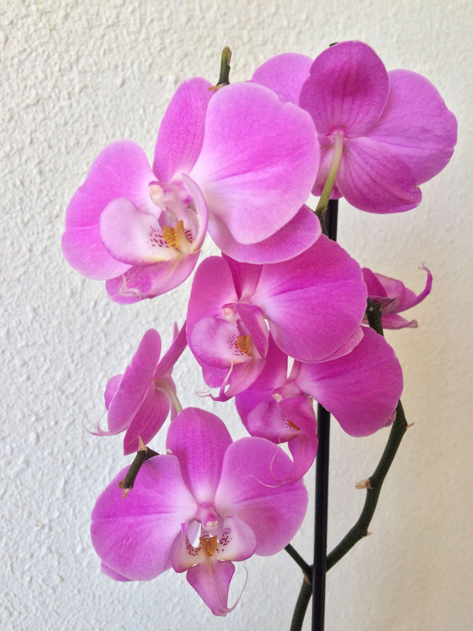 iPhone 5s back camera 4.15mm f/2.2 sample photo. Orchid, purple, exotic photography