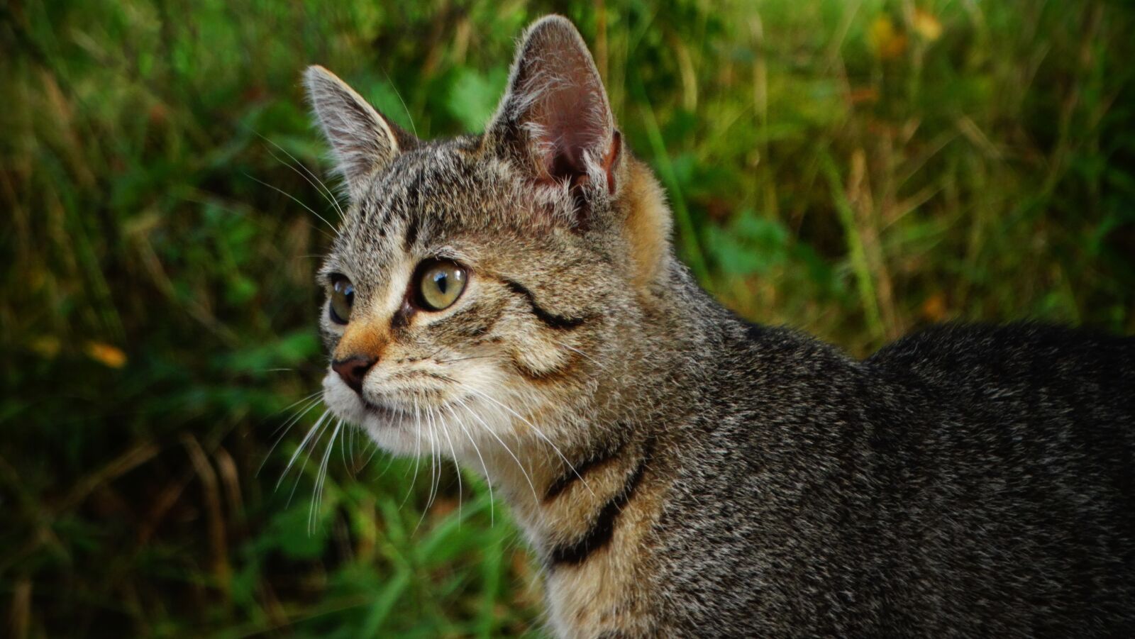 Sony Cyber-shot DSC-HX300 sample photo. Cat, kitten, tabby cat photography