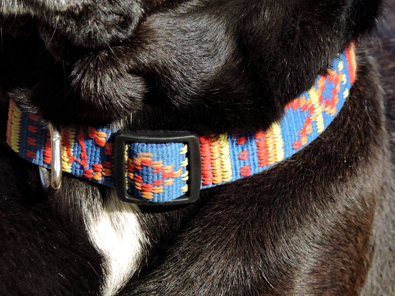 Nikon Coolpix P520 sample photo. Harness, animal, fur, pet photography